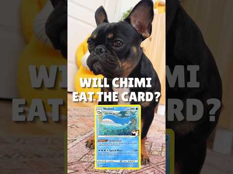 Will Chimi Eat The Card: Wailord? 🐳 #pokemon #pokemontcg #pokemoncards #playpokemon #chimi